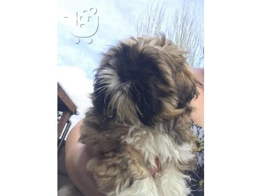 Πανέμορφο Shih Tzu προς πώληση.